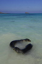 Galapagos sealions (Zalophus californianus wollebaeki) playing in shallow water, Gardner Bay, Española / Hood Is, Galapagos