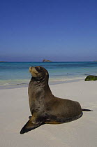 Galapagos sealion (Zalophus californianus wollebaeki) on beach Gardner Bay, Española / Hood Is, Galapagos