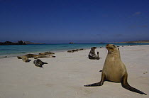 Galapagos sealions on beach (Zalophus californianus wollebaeki} Gardner Bay, Española / Hood Is, Galapagos