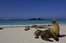 Galapagos sealions (Zalophus californianus wollebaeki) on beach Gardner Bay, Española / Hood Is, Galapagos