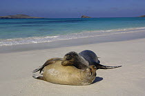 Galapagos sealion with pup (Zalophus californianus wollebaeki) on beach Gardner Bay, Española / Hood Is, Galapagos