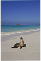 Galapagos sealion (Zalophus californianus wollebaeki) on beach Gardner Bay, Española / Hood Is, Galapagos America
