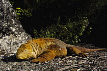 Land Iguana (Conolophus subcristatus) Urbina Bay, Isabela Is, Galapagos