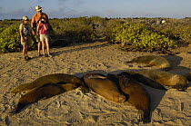 Tourists watching Galapagos sealions (Zalophus californianus wollebaeki) Española / Hood Is, Galapagos 2006