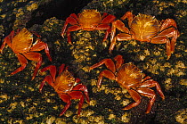 Sally lightfoot crabs (Grapsus grapsus) Fernandina Is, Galapagos