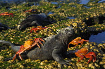 Marine Iguana (Amblyrhynchus cristatus) and Sally lightfoot crabs (Grapsus grapsus) on shoreline, Fernandina Is, Galapagos