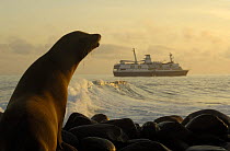 Galapagos sea lion (Zalophus wollebaeki) & M/V Santa Cruz, Espaola / Hood Is, Galapagos  2006