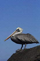 Brown Pelican (Pelecanus occidentalis urinator) Urbina Bay, Isabela Is, Galapagos