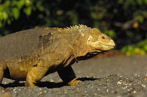 Land Iguana (Conolophus subcristatus) walking, Urbina Bay, Isabela Is, Galapagos .