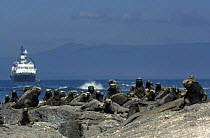 Marine Iguanas (Amblyrhynchus cristatus) on rocks with M/V Santa Cruz ship in background, Fernandina Is, Galapagos  2006