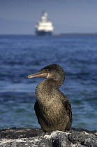 Flightless cormorant (Phalacrocorax harrisi) with M/V Santa Cruz ship in the background, Fernandina Is, Galapagos, 2006