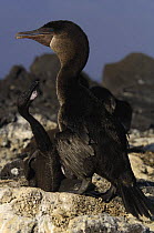 Flightless cormorant (Phalacrocorax harrisi) at nest with chicks, Fernandina Is, Galapagos