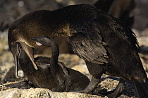 Flightless cormorant (Phalacrocorax harrisi) feeding chick at nest, Fernandina Is, Galapagos