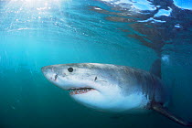 Great white shark {Carcharodon carcharias} just below surface, Gansbaai, South Africa