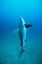 Dead Sandbar shark hanging under fishing boat {Carcharhinus plumbeus} killed by longline fishing, Philippines