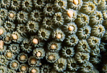 Star coral {Monastrea annularis} spawning, releasing eggs / sperm packets, Key Largo, Florida, USA