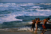 Local fishermen pull in beach seine net full of Sardines {Sardinops sagax} during annual Sardine Run, Sunwich Port, Kwazulu-Natal, South Africa