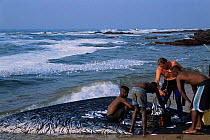 Local fishermen harvest Sardines {Sardinops sagax} from beach seine net during annual Sardine Run, Sunwich Port, Kwazulu-Natal, South Africa