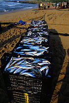 Sardines {Sardinops sagax} harvested from beach seine net during annual Sardine Run, Sunwich Port, Kwazulu-Natal, South Africa