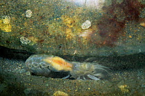 Sand prawn {Callianassa kraussi} burrowing in sand, burrow revealed in aquarium, captive