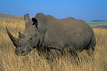 White rhinoceros {Ceratotherium simum} Tala Game Reserve, South Africa