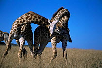 Male Giraffes neck wrestling {Giraffa camelopardalis} Tala Game Reserve, South Africa