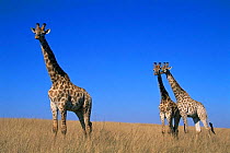 Giraffes {Giraffa camelopardalis} Tala Game Reserve, South Africa