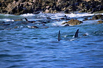 Dorsal fins of Great white shark {Carcharodon carcharias} patrolling coastal fur seal colony {Arctocephalus p pusillus} Dyer Island, South Africa
