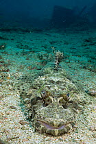 Beaufort's crocodilefish {Cymbacephalus beauforti} camouflaged on seabed, Mabul Island, Borneo, Malaysia