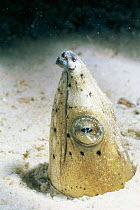 Black finned snake eel {Ophichthus melanochir} head sticking out of sand, Mabul Island, Borneo, Malaysia