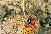 Leopard sea cucumber {Bohadschia argus} emitting sticky cuvierian tubules from anus as defense measure, Mabul Island, Borneo, Malaysia