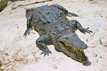 Morelet's crocodile {Crocodylus moreletii} captive, Mexico