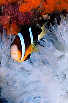 Clark's anemonefish {Amphiprion clarkii} in sea anemone {Entacmaea quadricolor} bleached white due to rise in water temperature during El Nino, Sipadan, Sabah, Borneo, Malaysia