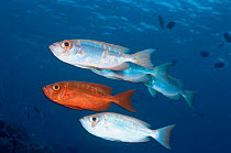 Two colour phases of Goggle eye fish {Priacanthus hamrur} Sipadan, Sabah, Borneo, Malaysia
