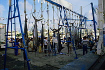 Dead blue marlin, slaughtered and hung up on the gallows at Kill Big Game fishing tournament, San Juan, Puerto Rico, 1986
