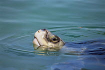 Kemp's Ridley turtle {Lepidochelys kempii} raises head above water surface to breathe. Captive, Cayman Turtle Farm, Grand Cayman, Caribbean 2002