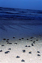 Kemp's ridley turtle {Lepidochelys kempii} hatchlings head for the sea after release from protected nests, Rancho Nuevo, Gulf of Mexico, Mexico 2002