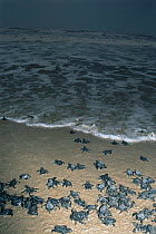 Kemp's ridley turtle {Lepidochelys kempii} hatchlings head for the sea after release from protected nests, Rancho Nuevo, Gulf of Mexico, Mexico 2002