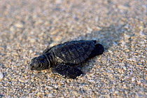 Kemp's ridley turtle {Lepidochelys kempii} hatchling heads for the sea after release from protected nests, Rancho Nuevo, Gulf of Mexico, Mexico 2002
