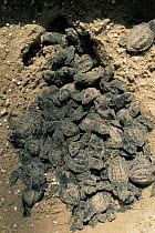 Kemp's ridley turtle {Lepidochelys kempii} hatchlings emerge from nest in protected hatchery, Rancho Nuevo, Gulf of Mexico, Mexico 2002