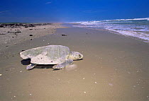 Female Kemp's ridley turtle {Lepidochelys kempii} returns to sea after laying eggs on beach, Rancho Nuevo, Gulf of Mexico, Mexico 2002