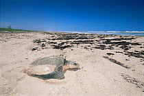 Female Kemp's ridley turtle {Lepidochelys kempii} covers nest after laying eggs on beach, Rancho Nuevo, Gulf of Mexico, Mexico 2002