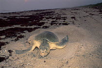 Female Kemp's ridley turtle {Lepidochelys kempii} covers nest after laying eggs on beach, Rancho Nuevo, Gulf of Mexico, Mexico 2002