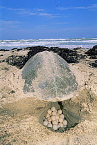 Female Kemp's ridley turtle {Lepidochelys kempii} laying eggs in nest on beach, Rancho Nuevo, Gulf of Mexico, Mexico 2002