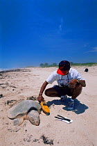 Scientist uses microwave scanner to read PIT tag in Kemp's ridley turtle {Lepidochelys kempii} female laying eggs in nest on beach, Rancho Nuevo, Gulf of Mexico, Mexico 2002