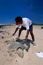Scientist measures Kemp's ridley turtle {Lepidochelys kempii} female laying eggs in nest on beach, Rancho Nuevo, Gulf of Mexico, Mexico 2002