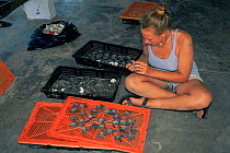 Scientist examines Kemp's ridley turtle hatchlings{Lepidochelys kempii} deciding which are for immediate release or extended care, Rancho Nuevo, Gulf of Mexico, Mexico 2002