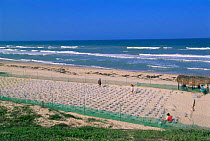 Corral of nests of Kemp's ridley turtle {Lepidochelys kempii} each nest is fenced and covered to protect from predators and flies, Rancho Nuevo, Gulf of Mexico, Mexico 2002