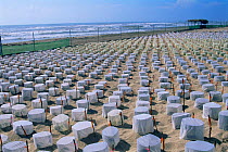 Corral of nests of Kemp's ridley turtle {Lepidochelys kempii} each nest is fenced and covered to protect from predators and flies, Rancho Nuevo, Gulf of Mexico, Mexico 2002