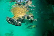 Kemp's ridley turtles {Lepidochelys kempii} swimming, captive, Gulf of Mexico, Mexico 2002